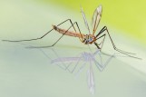 Répulsifs et Accessoires Anti-Insectes